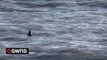 Just when you thought it was safe....! 'Large' shark captured on video off UK coast