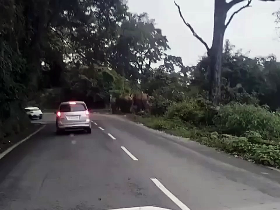 நீலகிரியில் பகல் நேரத்தில் சாலையோரம் குட்டிகளுடன் உலா வரும் காட்டு யானைகளால் வாகன ஓட்டிகள் அச்சம்