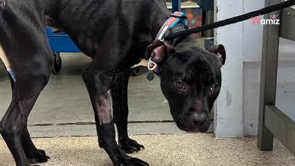 Ils trouvent un chiot apeuré et très maigre dans la rue : après quelques mois d'amour, il est métamorphosé !