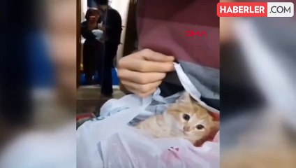 Bursa'da Yavru Kedi Kurtarma Operasyonu