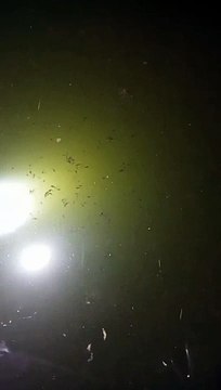 Larva lele umur 5 hari extra perawatan, kualitas air kolam, pakan cacing sutera, jangan telat