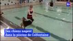 La piscine de Colfontaine a invité les amoureux des animaux à venir nager avec leur chien