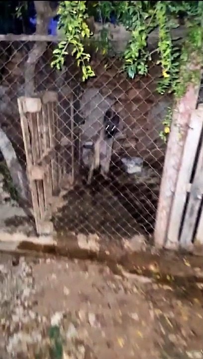 لماذا وضعهوم في هذا القفص الحديدي. كلاب متوحشة.