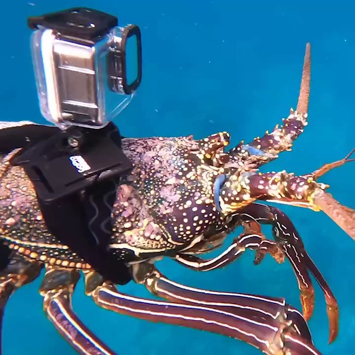 Underwater GoPro on GIANT LOBSTER!!!