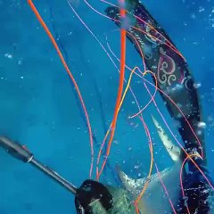 The Best Bahamas Spearfishing!