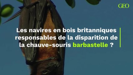 Les navires en bois britanniques responsables de la disparition de la chauve-souris barbastelle ?