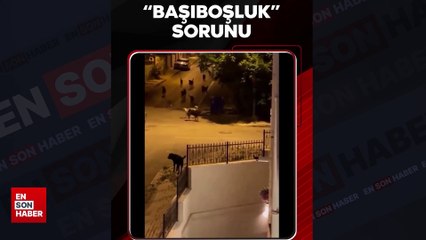 Türkiye'nin 'başıboşluk' sorunu: Sokak köpeği saldırılarının sonu gelmiyor