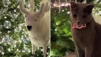 Khloe Kardashian gives fans glimpse of lavish holiday decorations: ‘Christmas heaven’