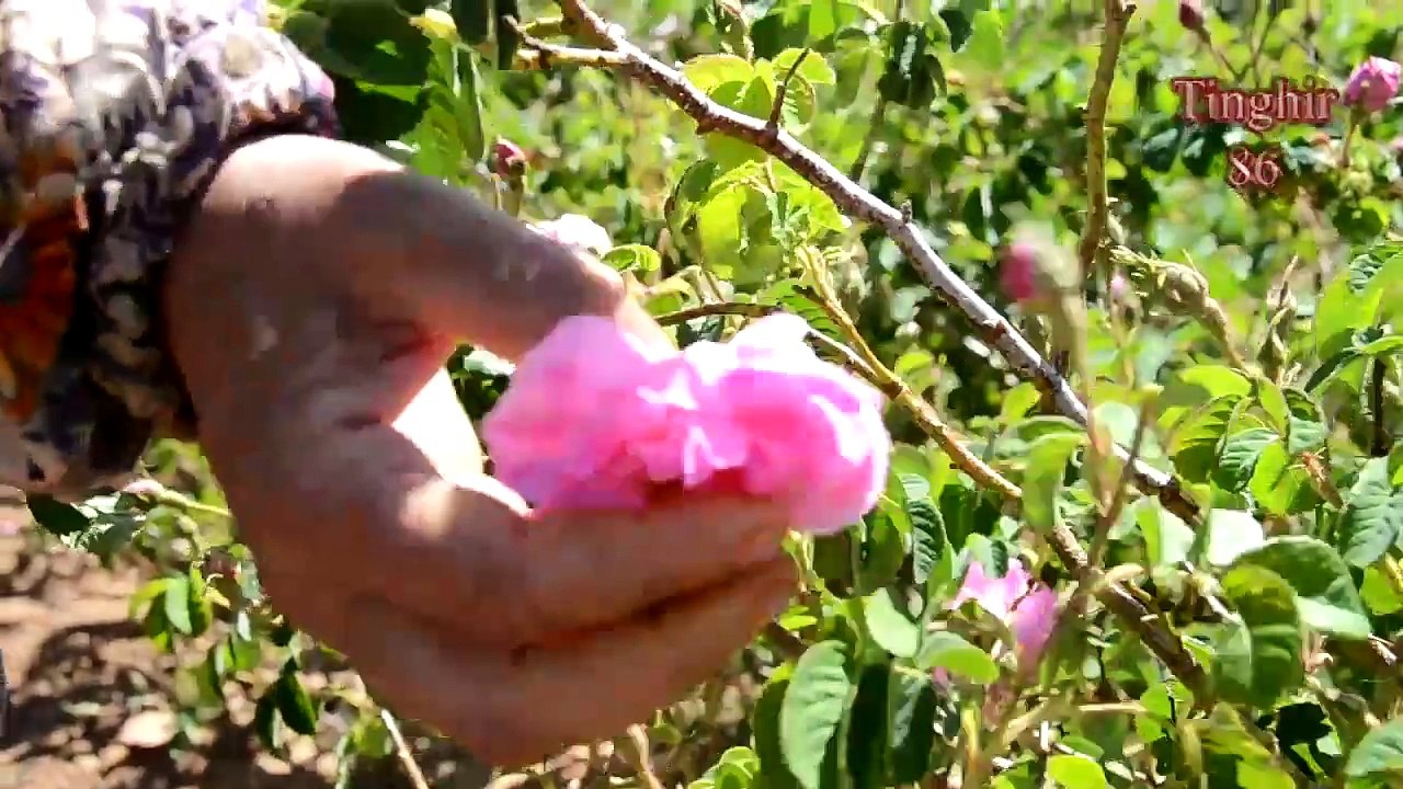 ماء الورد من القطف الى التصدير