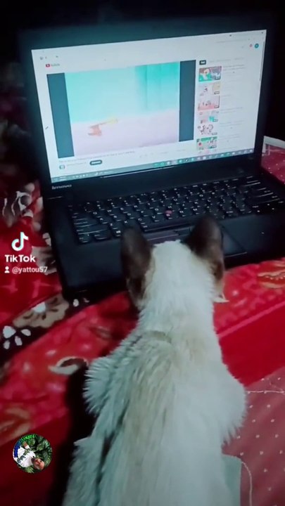 Cat watching in Tom and Jerry