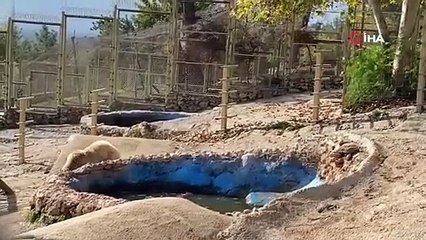 Gazetecilerin düşen dronunu boz ayı kurtardı