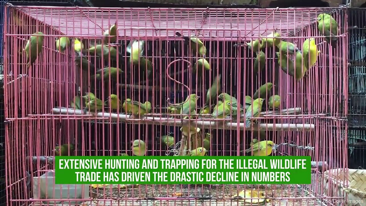 New Hope For Critically Endangered Parrot Species As Chicks Born At Chester Zoo