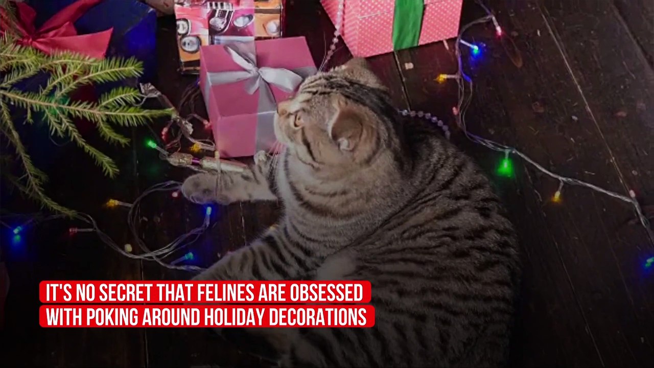 How to Keep Your Cat Away From the Christmas Tree video Dailymotion