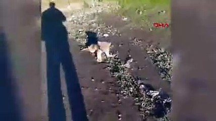 Şanlıurfa'da aslan paniği! Görüntüler jandarmayı harekete geçirdi