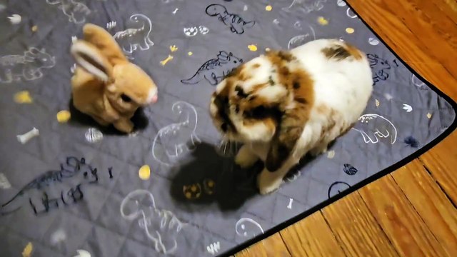 Holland Lop Kicks Electronic Bunny