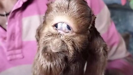 Unique One-Eyed Goat Captivates Local Community
