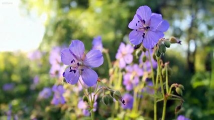 Peder B. Helland - Hope(720P_HD)