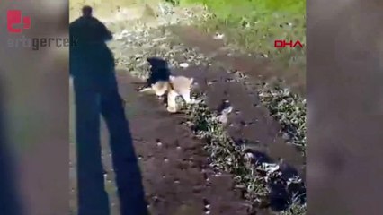 Yol kenarına aslan bırakıldığı ihbarı, jandarmayı harekete geçirdi