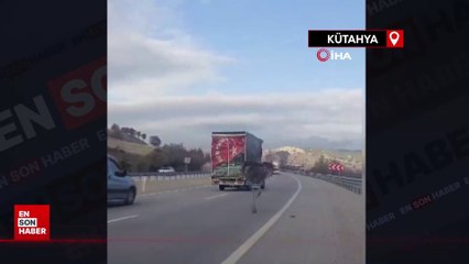 Kara yolunda deve kuşu paniğe neden oldu