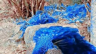 That is a Blue Peacock Wonderful