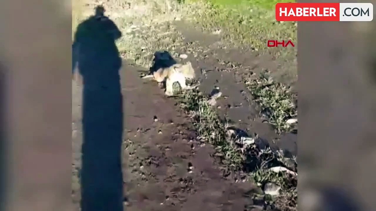 Şanlıurfa'da yol kenarında bulunan yavru aslan kurtarılamadı