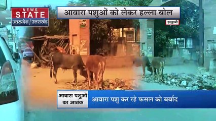 Uttarakhand News : Haldwani में आवारा जानवरों का आतंक