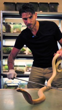 Sur 3000 espèces de serpents, seulement 600 sont venimeuses !