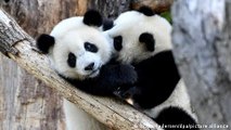 Berlin-born pandas head for a new life in China