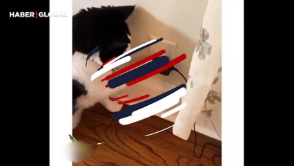 Verilen mama ile karnı doymayan kedi, yem makinesinin açığını buldu