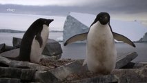 Animales al natural Pingüinos