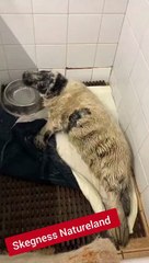 Seal pups find sanctuary at Christmas at Skegness Natureland