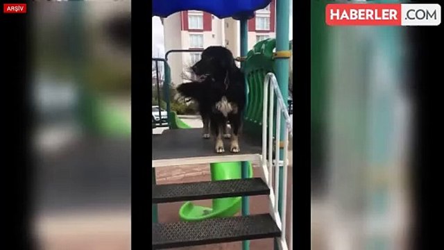 Başıboş köpekler için 3 bakanlık harekete geçti, yeni düzenleme yolda