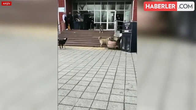 Başıboş köpekler için 3 bakanlık harekete geçti, yeni düzenleme yolda