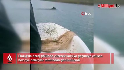 Baraj’da yüzen ayı balıkçılar tarafından görüntülendi