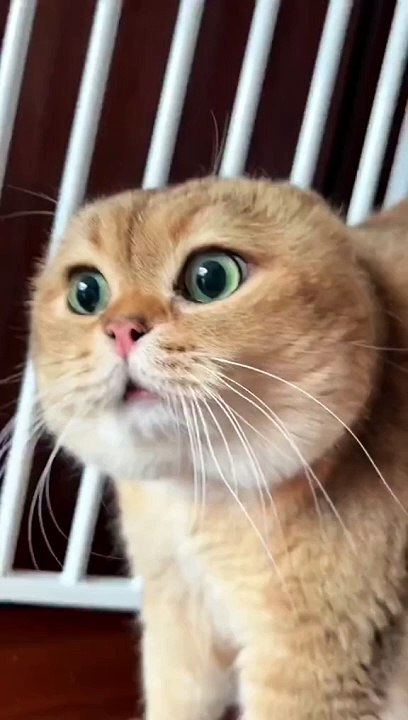 Funny Cats Talking HAHAHA #3