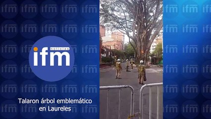 Talaron árbol emblemático en Laureles