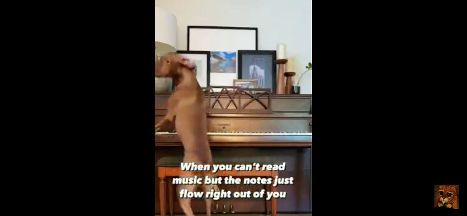 Funny animals cute and  and monkey