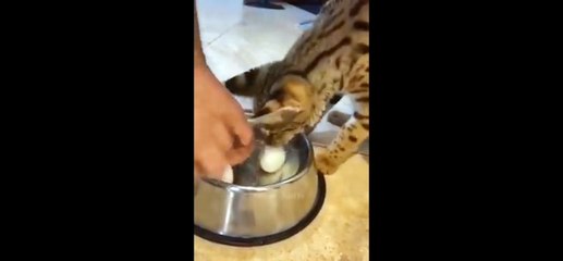Funny animals New video animals cute and beautiful funny animals