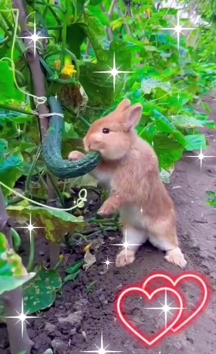 Nice Rabbit