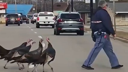 Funny Moment Wild Turkeys Follow Postman!