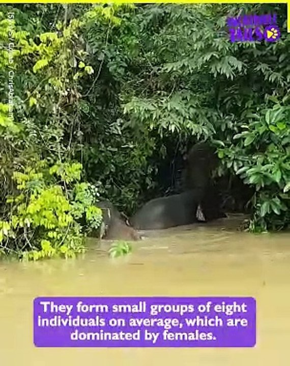 Searching for the Elusive Borneo Pygmy Elephant!