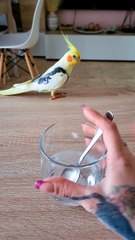 Bird Imitates Sounds Of Stirring Spoon