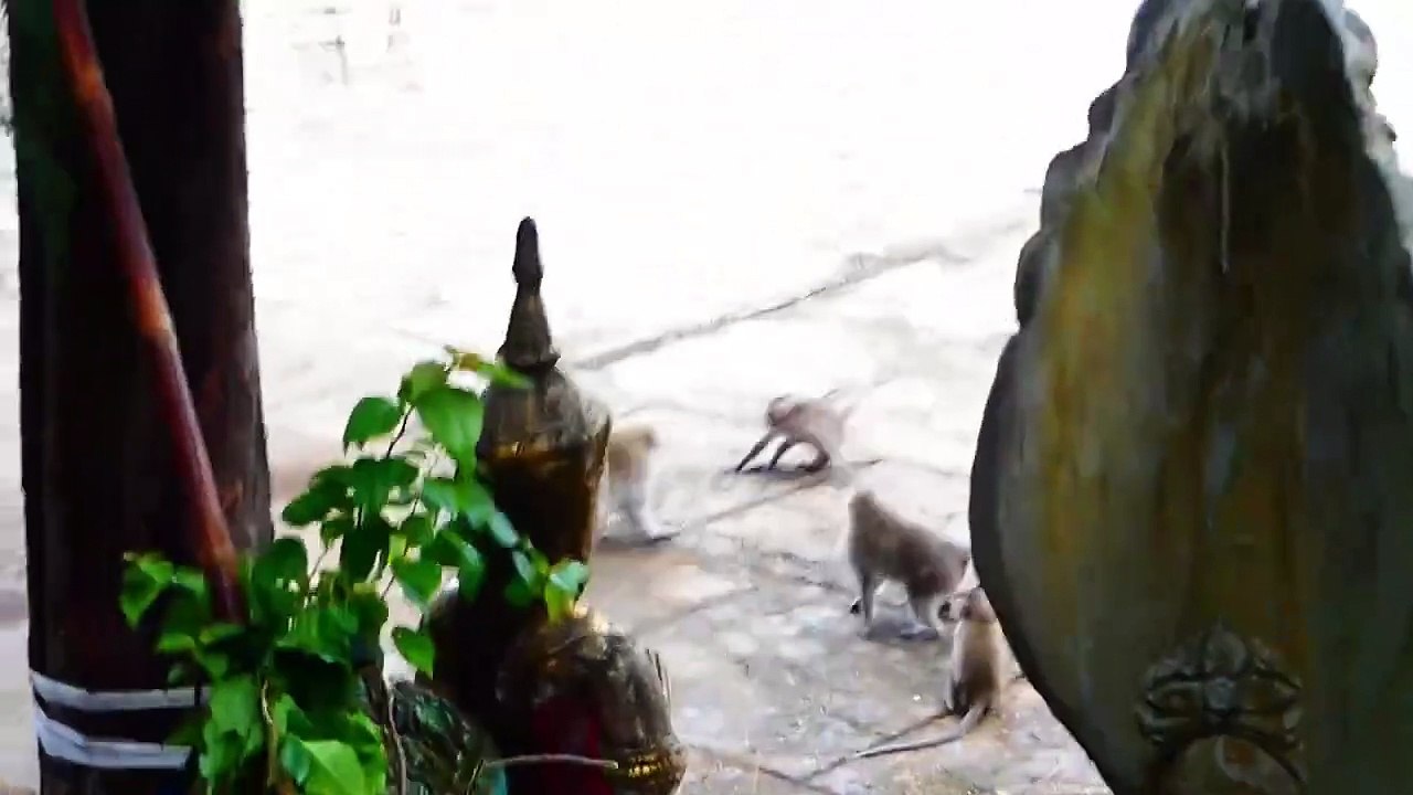 Lovable baby monkeys fall each other in the water, actions look so adorable and happy (720p_25fps_H264-192kbit_AAC)