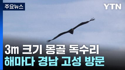 몽골에서 3천km...해마다 고성 찾는 '겨울 손님' / YTN