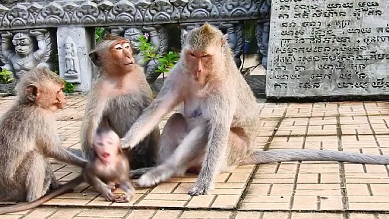 Lovable Teenagers  Monkey Run To Help Poor Baby Monika Is Warning By Mom Malika (720p_25fps_H264-192kbit_AAC)