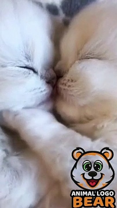 _  #sholts #loving cats (1)
