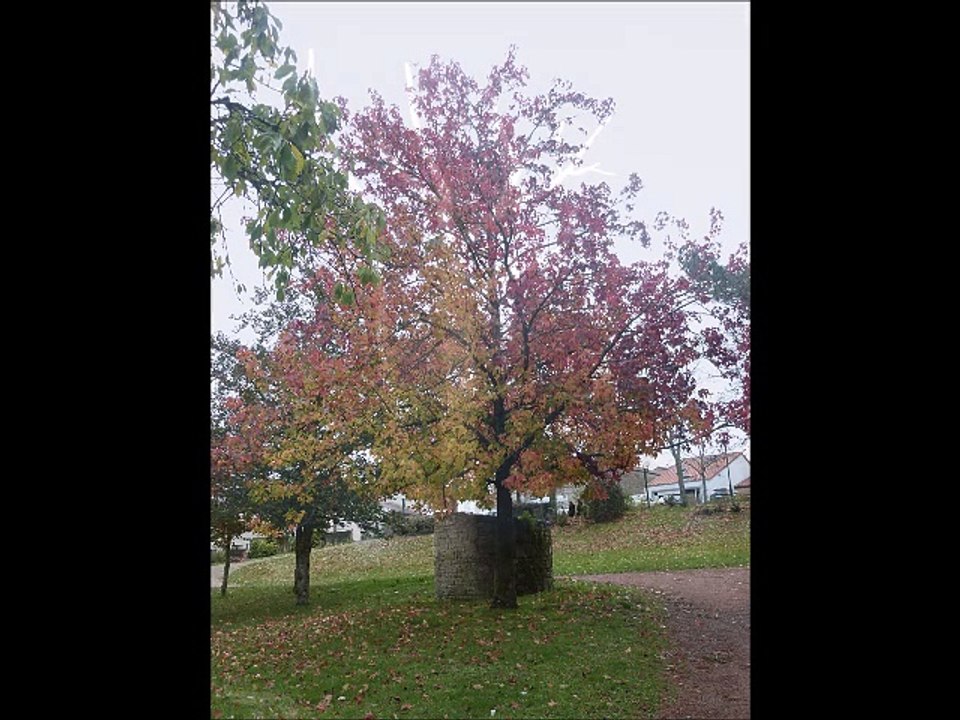 Arbres