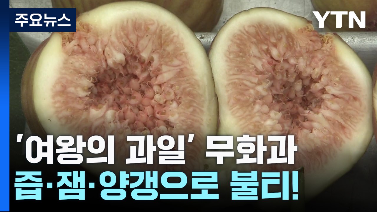 클레오파트라 과일 '무화과'...즙·잼·양갱으로 불티! / YTN