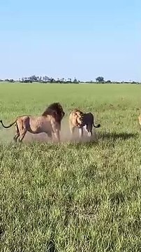 Adult lion vs. two young males! Botswana