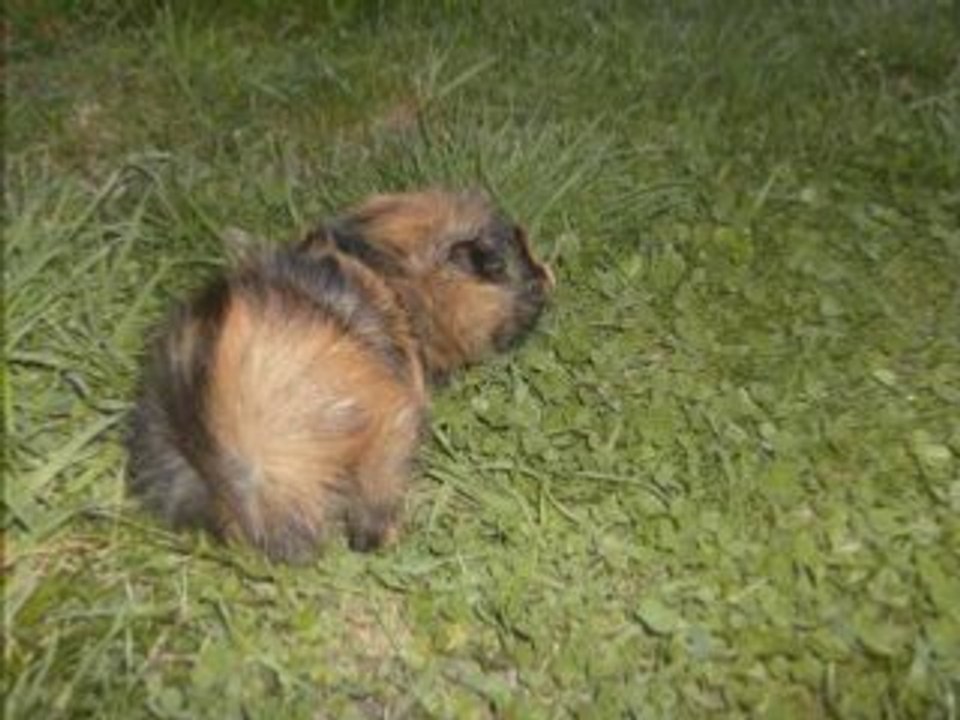 Dans l'herbe